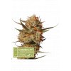 Seedstockers x Humboldt thunder banana regular