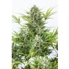 Dinafem Critical Cheese Autoflowering, feminized autoflowering