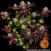 Barney Farm runtz x layer cake 2
