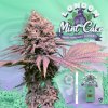 TH Seeds London mint cake 6+1