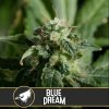 Blimburn Seeds Blue Dream, feminizovaná