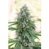 Critical Mango Flower