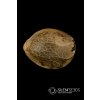 Cookielato Seed