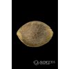 Gorilla Frost Seed
