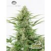 Dinafem Dinamex Autoflowering feminizovaná autoflowering