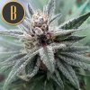 Blimburn Seeds Cindy 99, feminizovaná