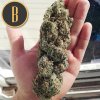 Blimburn Seeds Cindy 99, feminizovaná