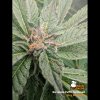 barcelona puff feminized cannabis seeds