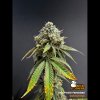 drizl pickl feminizovana semena konopi
