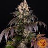 girl scout
