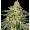 afghannn