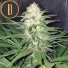 Blimburn Seeds Chemdog#4, feminizovaná
