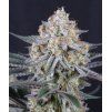 sundae guava