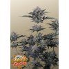 mendo guava