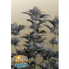 mendo frost