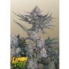 lemon treeee