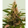 Royal Queen Seeds The 2019, feminized , 3ks