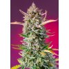 sweet seeds gorilla sherbet f1 fast
