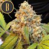 Blimburn Seeds Chocolopez, feminizovaná