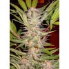 sweet seeds sad f1 fast