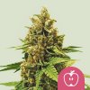 Apple fritter fem
