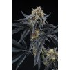 PEACH SHERBERT OG photo2