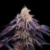 BAKEDINPARIS PLANTE Fond noir