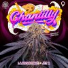 CHANTILLY LOGO PLANTE FULL cross