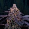GRANITA PLANTE COMPO