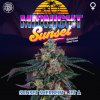 MIDNIGHT SUNSET logo plante CROSS