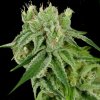 DNA Genetics Banana Split regulérní