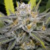 DNA Genetics Banana Split regulérní