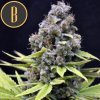 Blimburn Seeds Critical Auto, feminizovaná autoflowering semena konopi