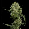 DNA Genetics Chocolope regulérní
