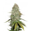Blimburn Seeds CR+, feminizovaná