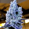 MandarinCookies