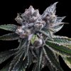 DNA Genetics El Fuego feminizovaná