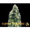Super Strains � La Cucaracha