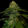 DNA Genetics Holy Grail Kush feminizovaná