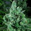 DNA Genetics Kandy Kush feminizovaná