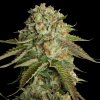 DNA Genetics Kosher Kush regulérní