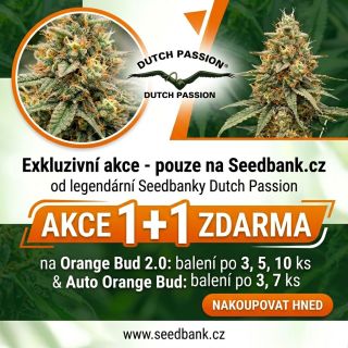 ORANGE FEVER IS HERE! 🍊🔥 Máme pro vás exkluzivní deal s @dutchpasion.official , který jinde nenajdete! Jen na Seedbank.cz...