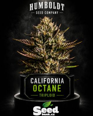 Novinky pokračují - tentokrát Humboldt. Na SeedBank.cz právě přistává California Octane Triploid od Humboldt Seed Company....