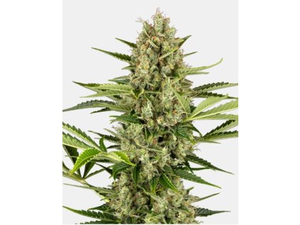 semena konopi jack herer automatic