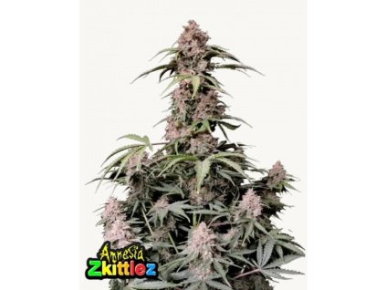 semena konopi amnesia zkittlez