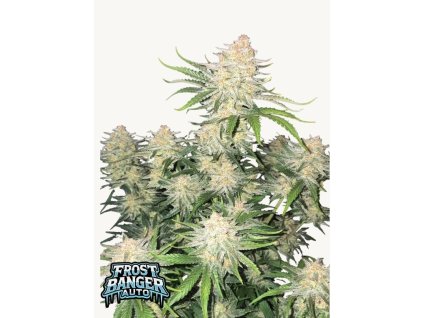 semena konopi frostbanger auto