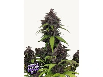semena marihuany purple haze auto