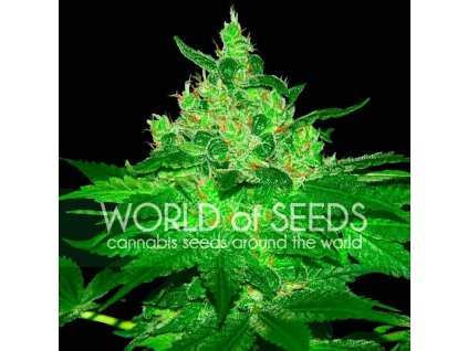 Afghan Kush Regular (Balení 10 ks)