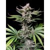 cherry cola 420 fast buds happyseeds cz