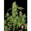 serious seeds cbd chronic happyseeds
